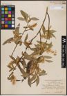 Foto von Salix fendleriana Andersson